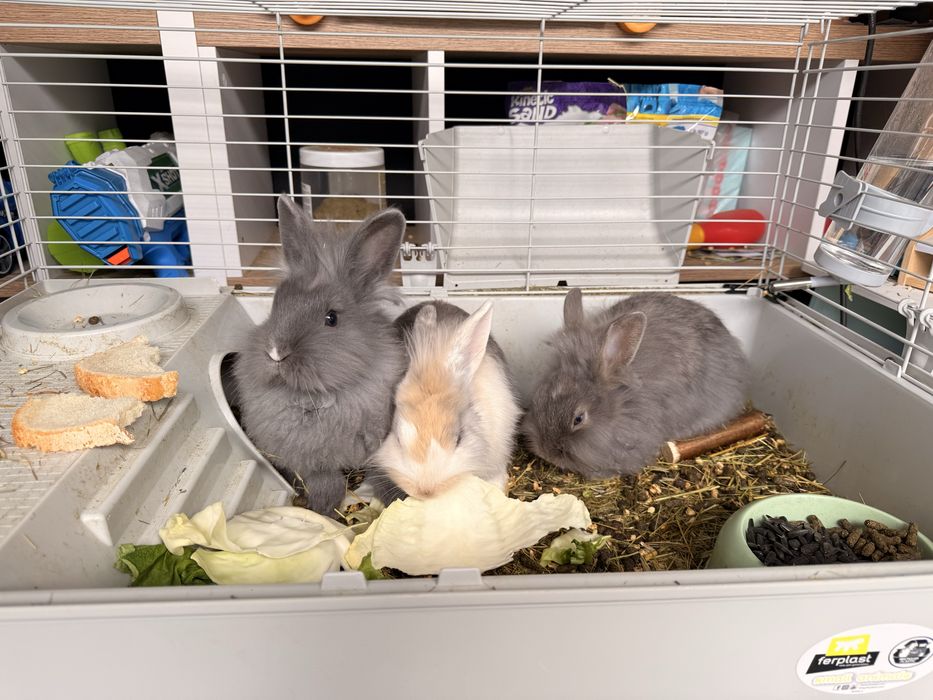 Iepuri de vanzare + cusca