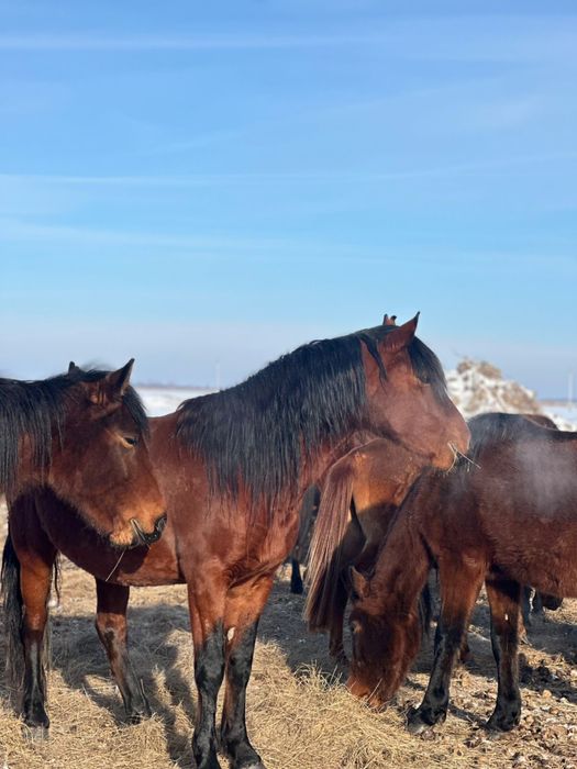 Айгырлар сатылад