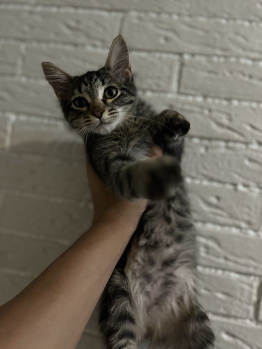 Котенок девочка в добрые руки даром