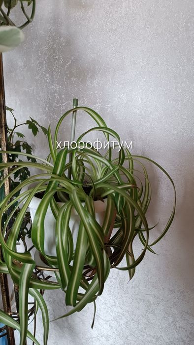 Комнатные растения