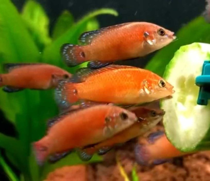 Цихиды Африки.Pelmatochromis excul