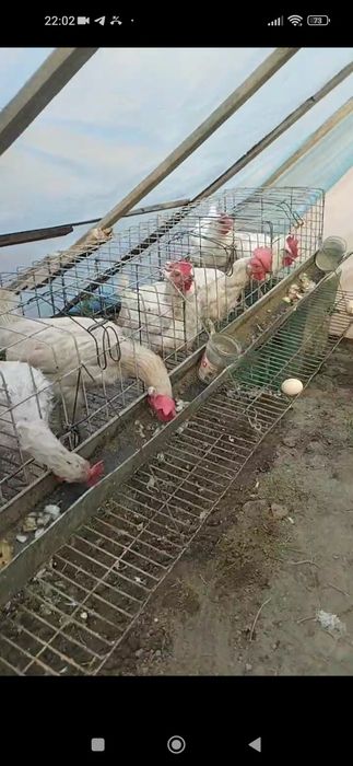 Garantiya tovuqlarga