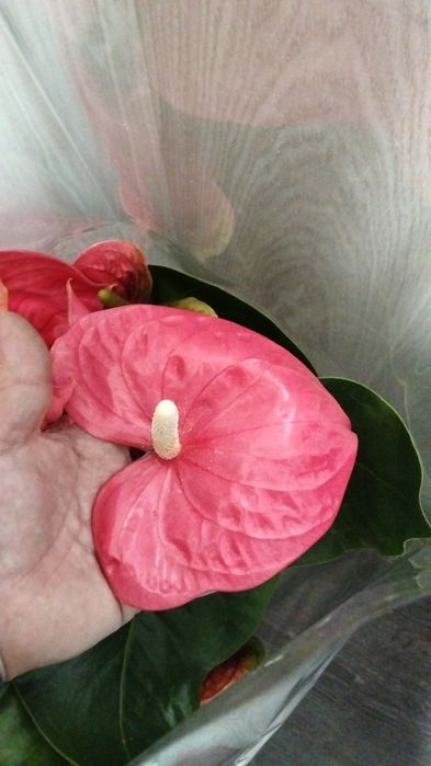 Продам сортовые  антуриум (мужское счастье)