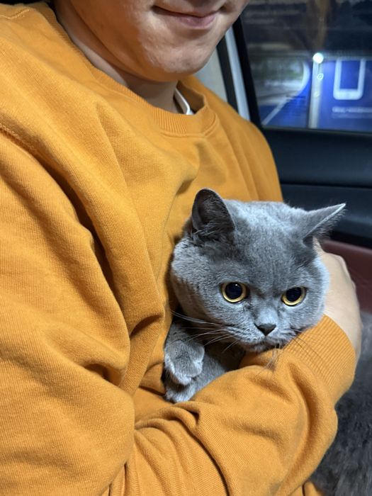 Потеряли кошку британку 3 годика.