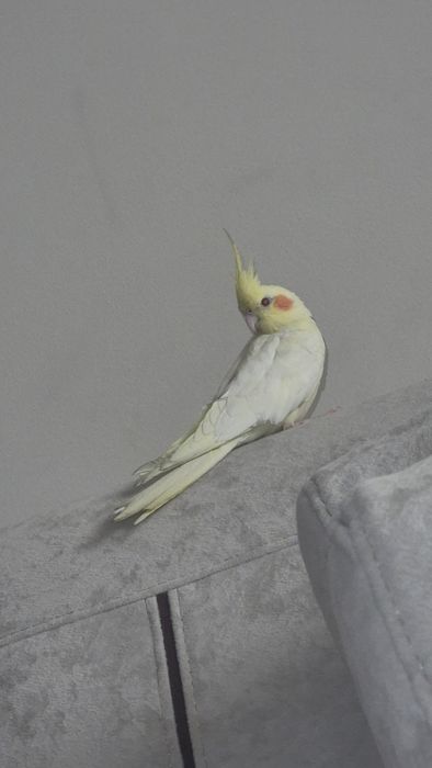 Продам попугай  вместе с клеткой