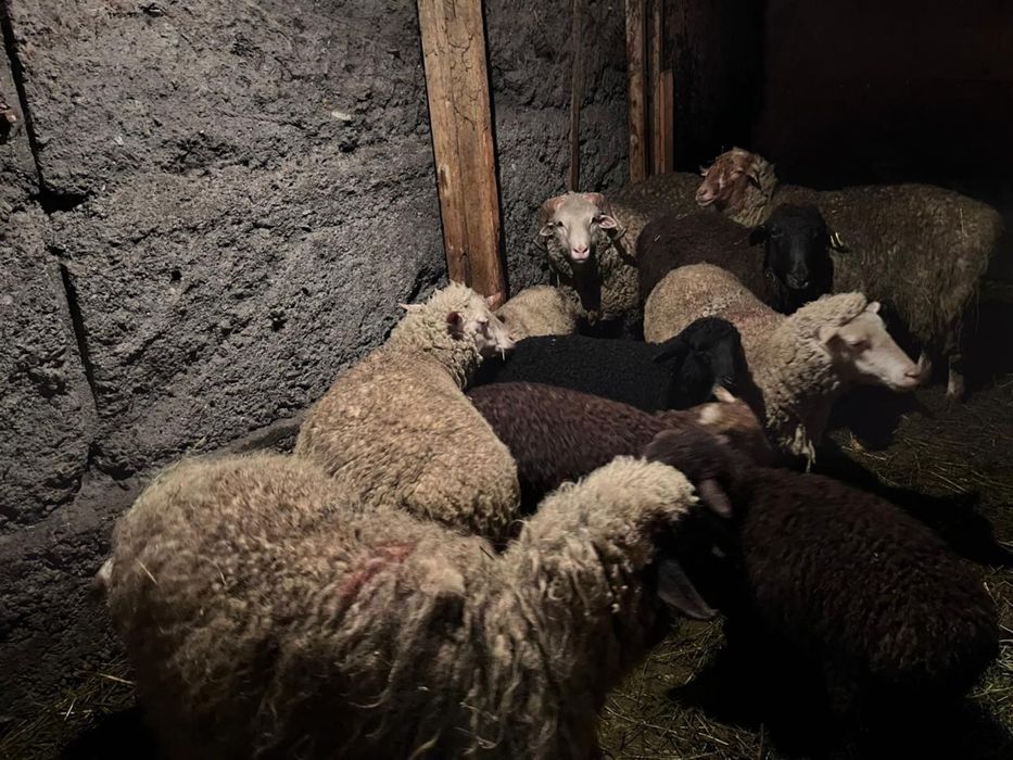 Продам баранов.     О