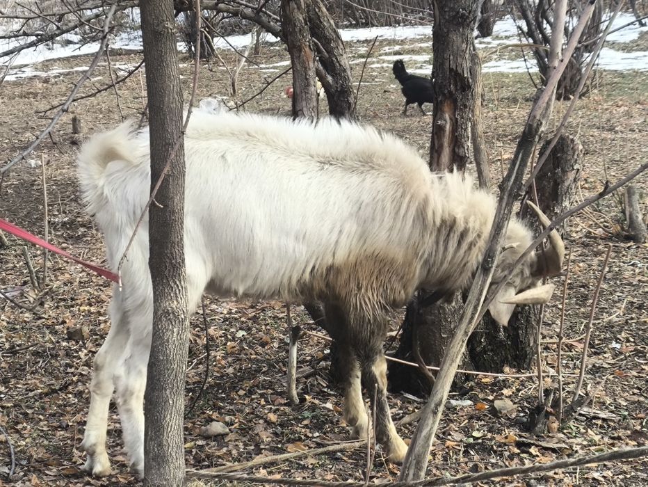Теке сатамын. Серке емес пишилмеген
