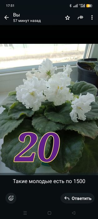 Продам сортовые фиалки