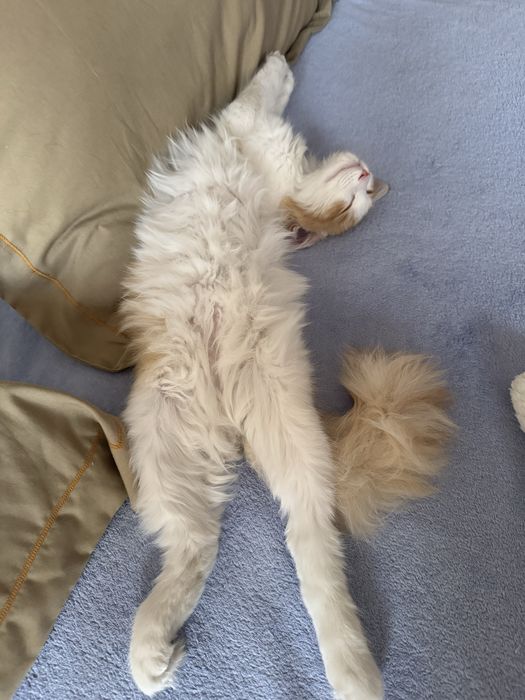Котик в добрые руки
