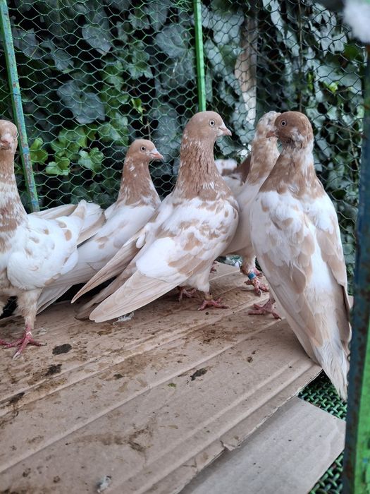 De vânzare Tipler Englez