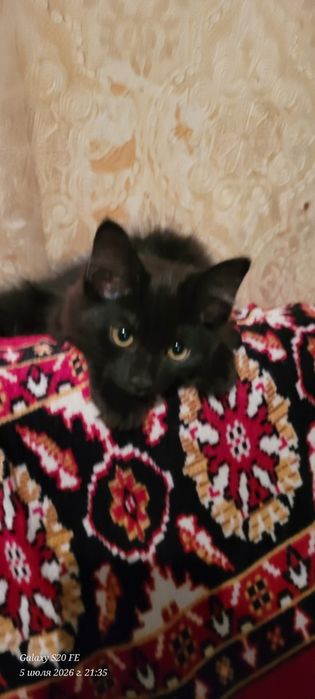 скоттиш хайланд фолд