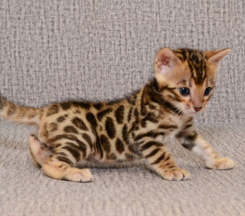 Продается Бенгальская кошечка