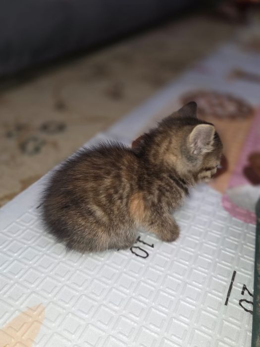 Отдам котят в Добрые Руки. Девочки