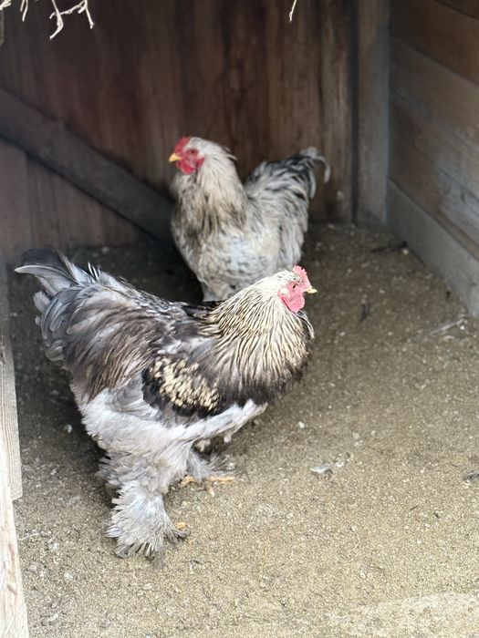 Cocoși Brahma de vânzare!