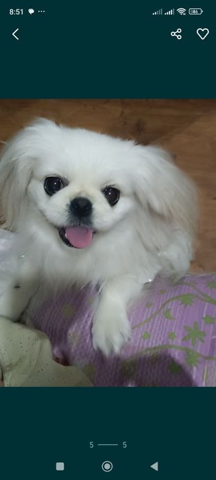 Продам собачку породы Пекинес