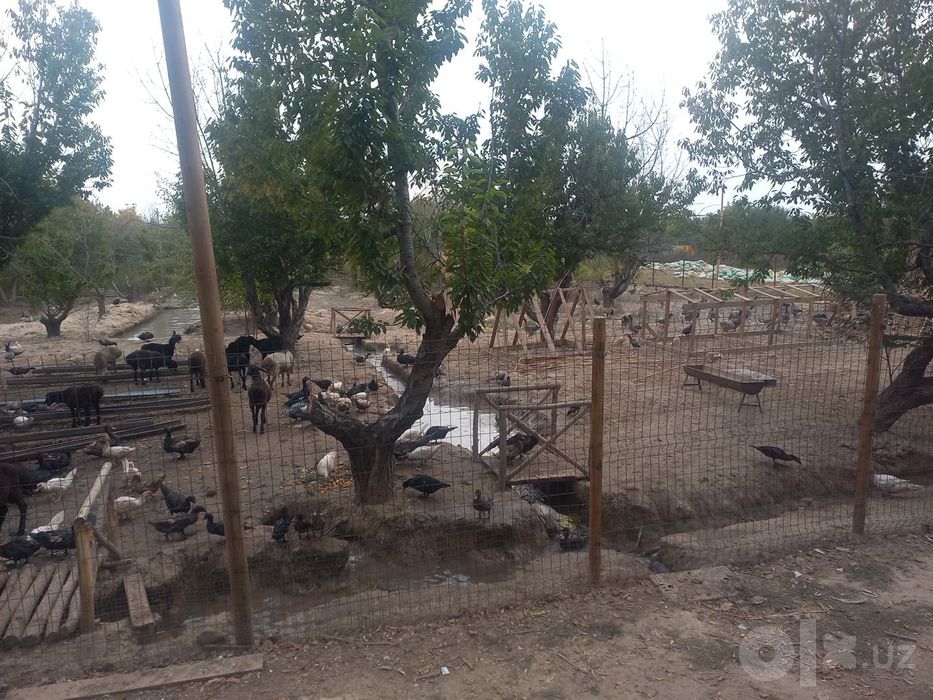 ordak gozlar bor 150 000 dan bowlanadi
