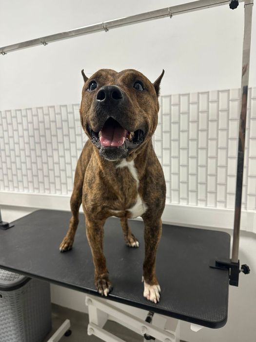 Американский стаффордширский терьер