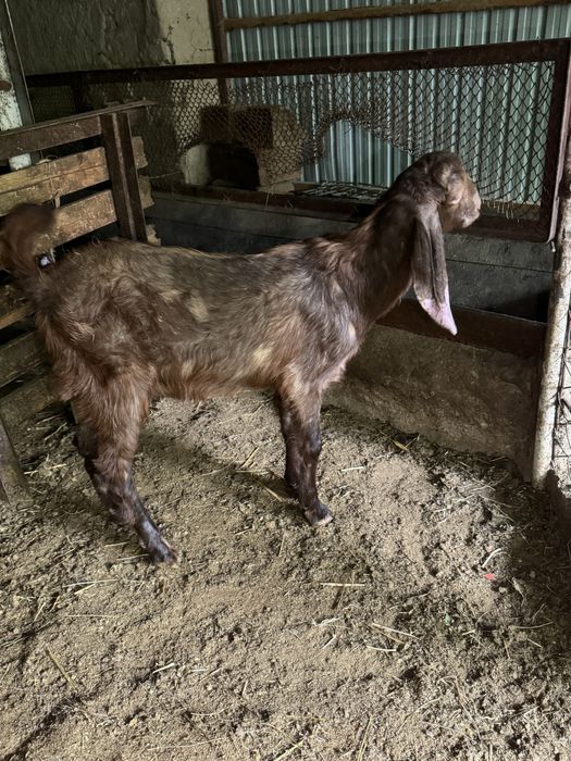 Битал текелер