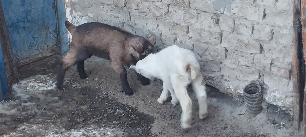 Еркек лақтар сатылады 10000тенге