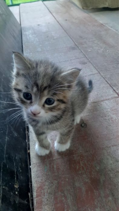 Котятки в добрые руки