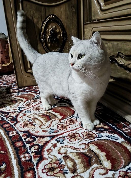 Serebresti shinshilla erkak 11 oylik sotiladi