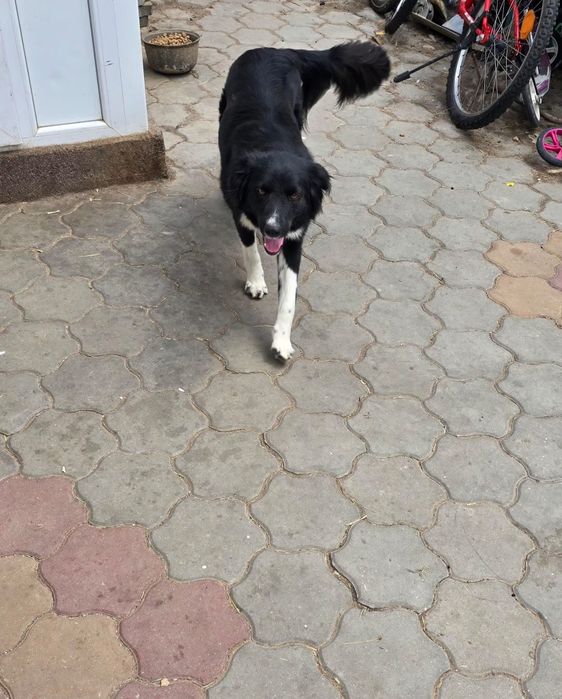 Ofer cățelușă sterilizată spre adopție