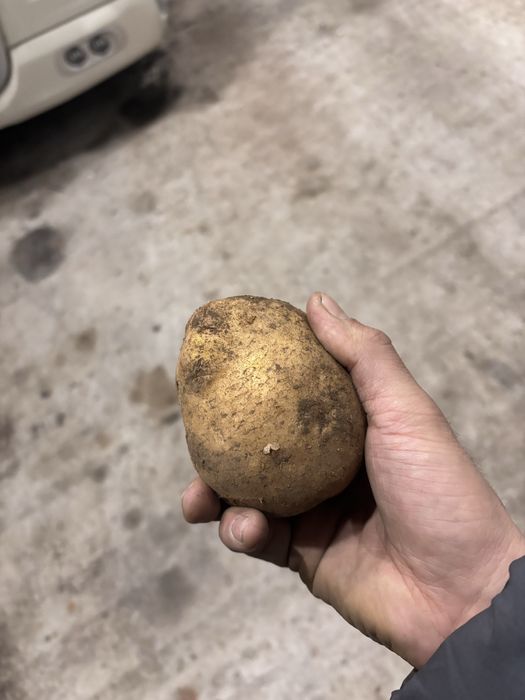 Продам картофель в больших обьемах
