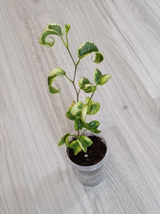 Продам домашние растения