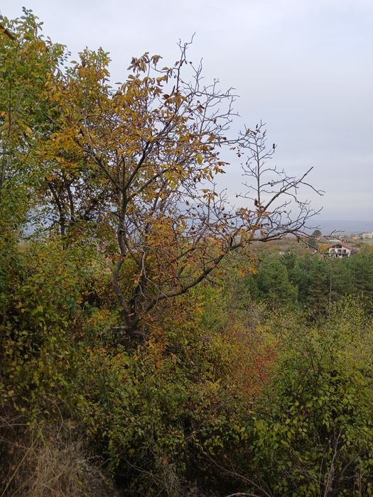 Продава се Парцел в Кюстендил, Център - 1000 кв.м за 50 €/кв.м - Снимка #6