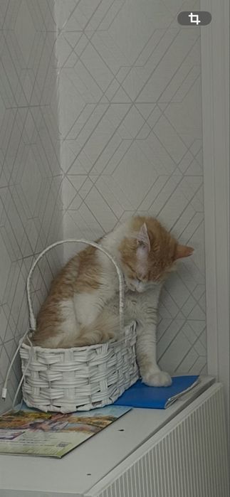 Отдам кота в добрые руки. 6 месяцев