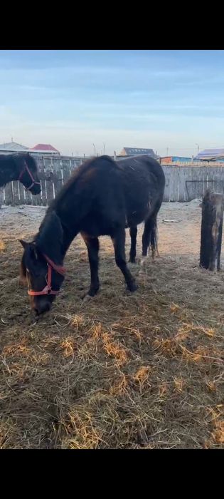 Байтал с откорма.