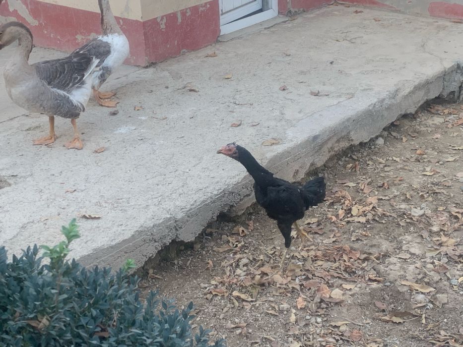 sotiladi optomga bor