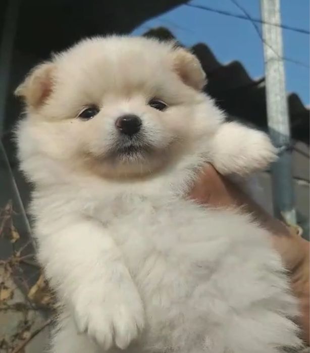 Щенки померанского шпица!!!