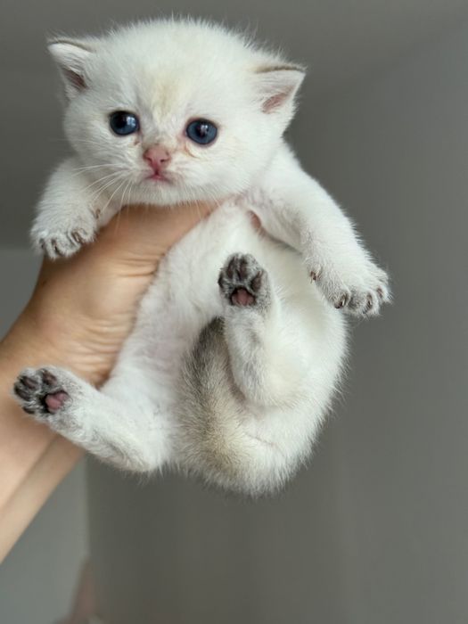 Малки британски котета