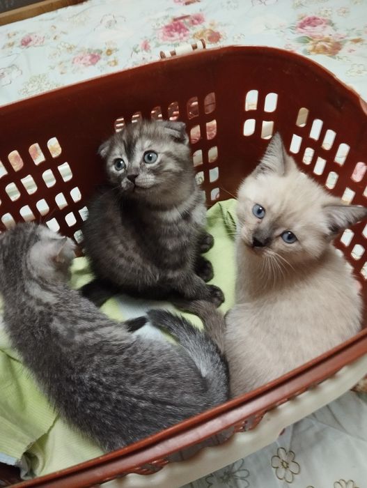 Продаются котята породы скоттиш фолд и скоттиш страйт