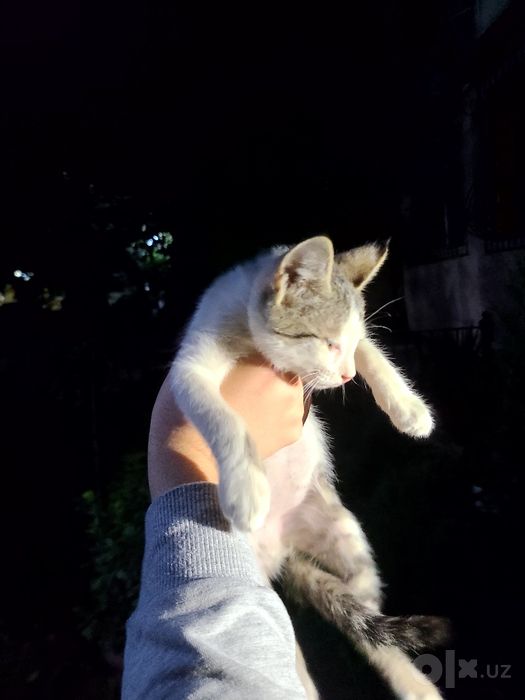 Маленький котёнок домашний