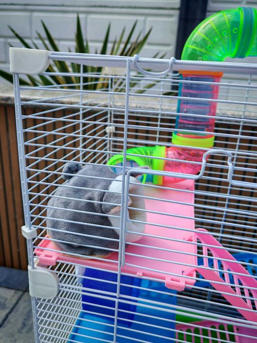 Cusca pentru hamster