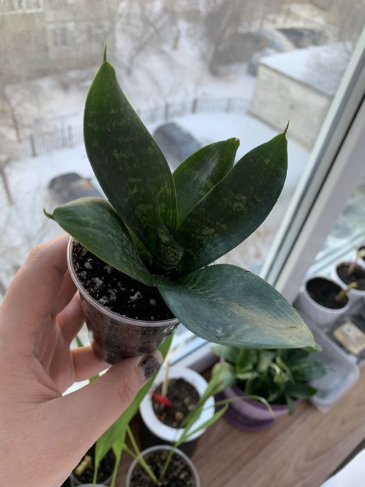 Продам Калатея, Диффенбахия, Сансевиерия, Пальму