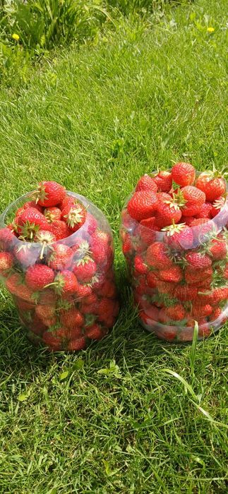 Продаётся клубника
