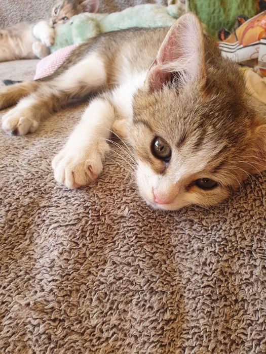 Подарявам малки котета