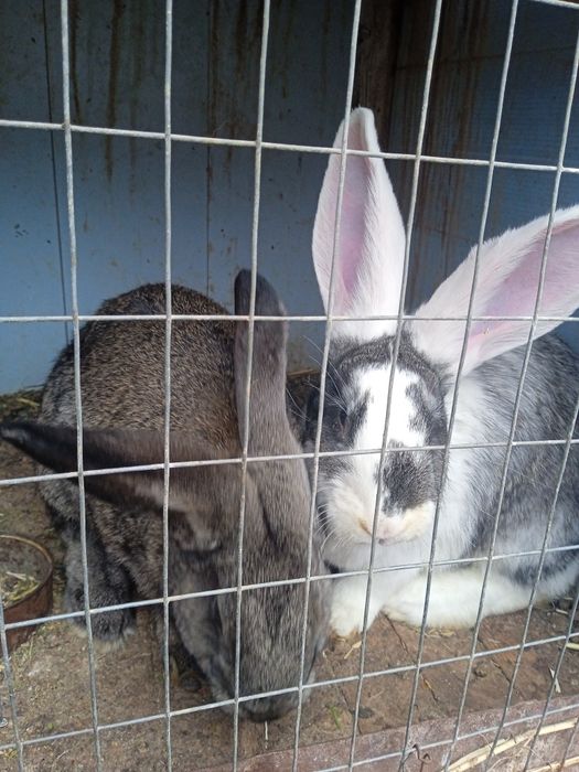 Куенлар сотилади