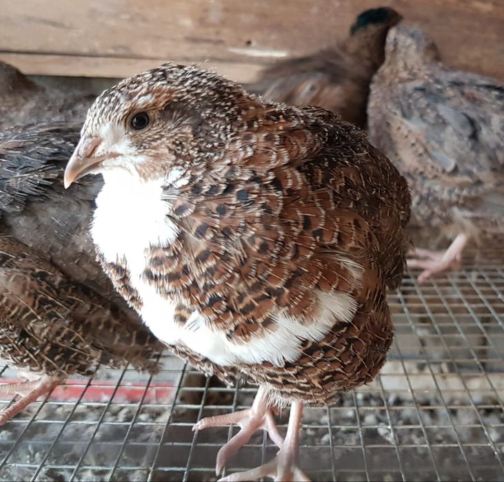 Продам перепелов (петушки)