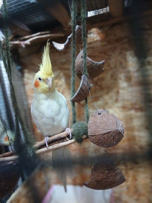 Молодая пара корелл