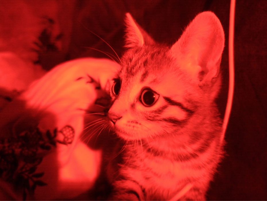 Отдам котенка в хорошие руки, мальчик