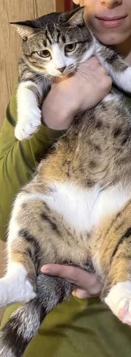 Кот Стёпа 1,5 года