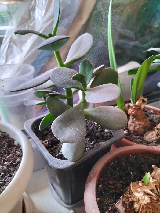 Денежное дерево Тостянка