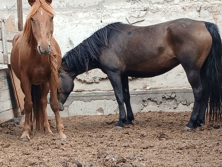 Жылқы бие байтал лошади