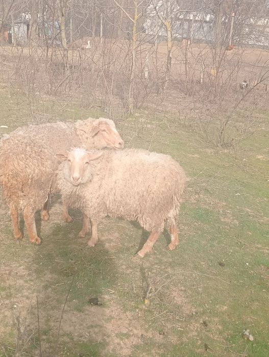Vând două oi și un miel