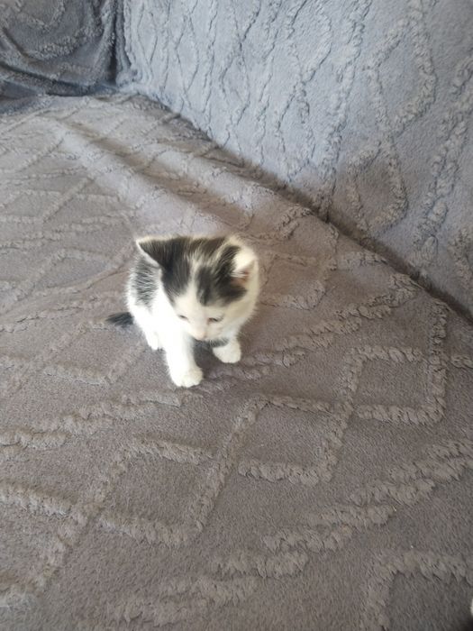 Отдам котят в хорошие руки