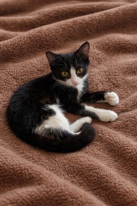 Котенок девочка 3-4 месяца